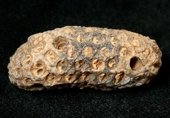 Agatized Fossil Pine (Seed) Cone From Morocco #17483